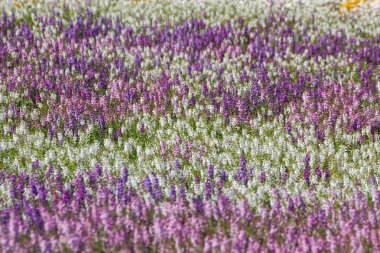 Angelonia alan arka plan