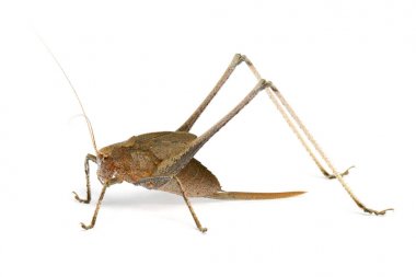 Beyaz arka planda katydid