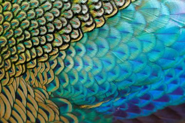 Erkek güzel tüyler yeşil tavus / peacock (Pavo muticus) (sığ dof)