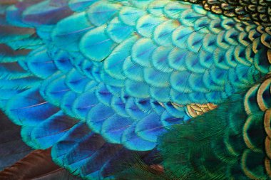 Erkek detayını tüyler yeşil tavus / peacock (Pavo muticus) (sığ dof)