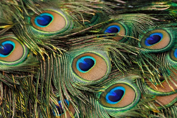 Green peafowl / peacock (Pavo muticus) tail feathers background