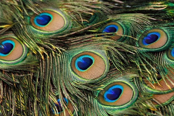 Yeşil tavus / (Pavo muticus) Kuyruk tüyleri arka plan peacock