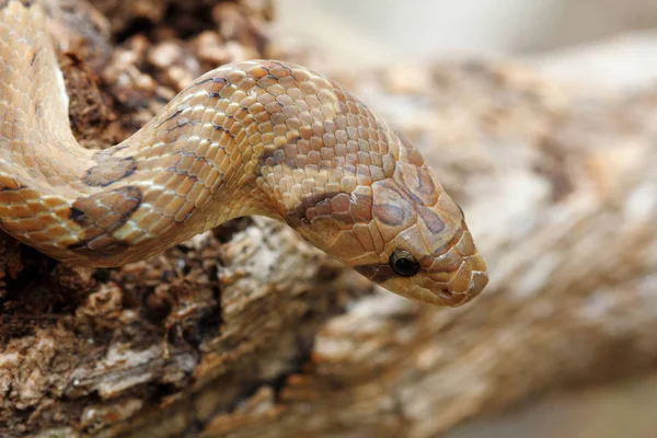 Head Shot Banded Kukri Snake Oligodon Fasciolatus Non Venomous Snake — Stock Photo, Image