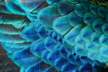 Kanat tüyleri erkek yeşil tavus / peacock (Pavo muticus) (sığ dof)
