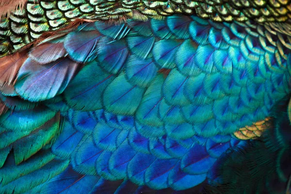 Piume Belle Pavone Verde Maschio Pavo Muticus Dof Poco Profondo — Foto Stock