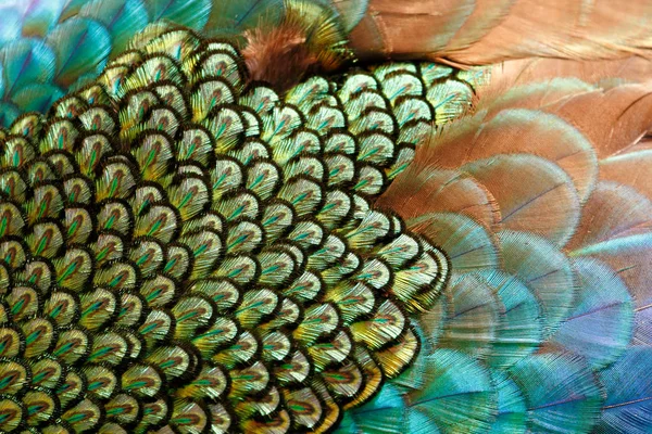 Manto tüyleri erkek yeşil tavus / peacock (Pavo muticus) (sığ dof)