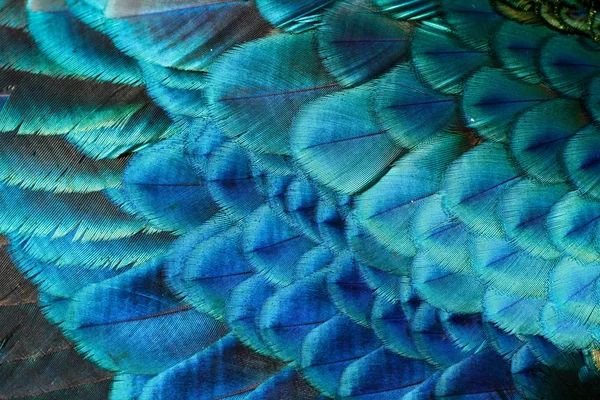 Kanat tüyleri erkek yeşil tavus / peacock (Pavo muticus) (sığ dof)