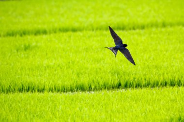 Yeşil paddy alan arka plan üzerinde uçan kırlangıcı (Hirundo rustica)