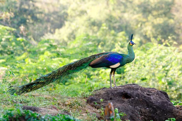 Wild male Green peafowl / peacock (Pavo muticus) in breeding plumage (taken from Southeast Asia)