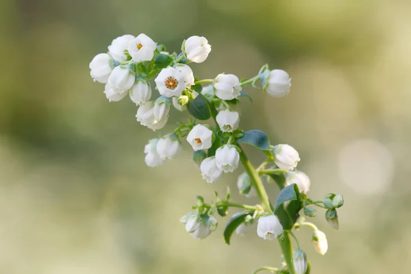 Borůvkový Strom Rozkvetlé Květy — Stock fotografie