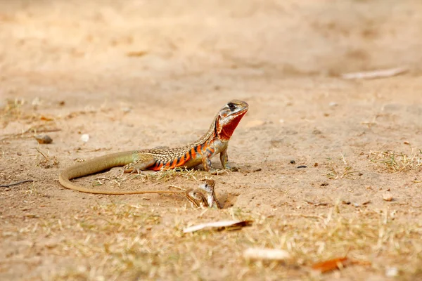 Wspólnego Jaszczurka Motyl Butterfly Agama Leiolepis Belliana Ssp Ocellata Pobyt — Zdjęcie stockowe