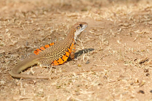 Wspólne Motyl Jaszczurka Butterfly Agama Leiolepis Belliana Ssp Ocellata Naturze — Zdjęcie stockowe