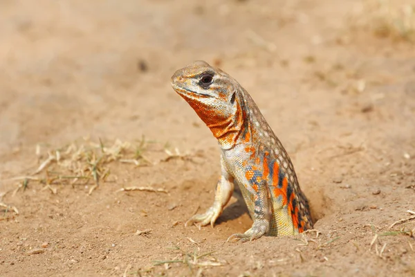 Ortak kelebek kertenkele /Butterfly agama (Leiolepis belliana ssp. ocellata) yuva ortaya