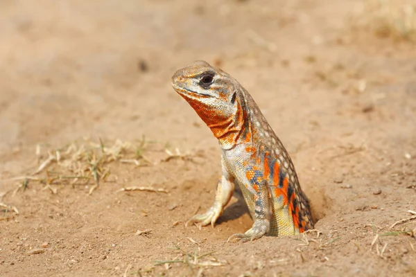 Common Butterfly Lizard Butterfly Agama Leiolepis Belliana Ssp Ocellata Emerge — Stock Photo, Image