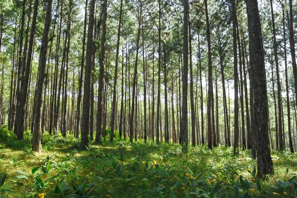 Çam ağacı orman kapak ile zencefil aile (Zingiberaceae) bitki yere. Güneydoğu Asya alınan.
