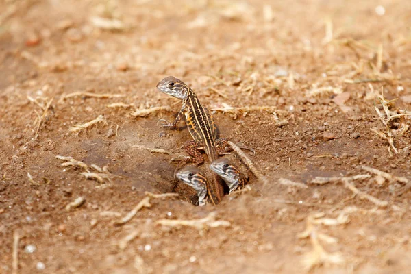 신생아 도마뱀 Butterfly Agama Leiolepis Belliana Ssp Ocellata 굴에서 — 스톡 사진