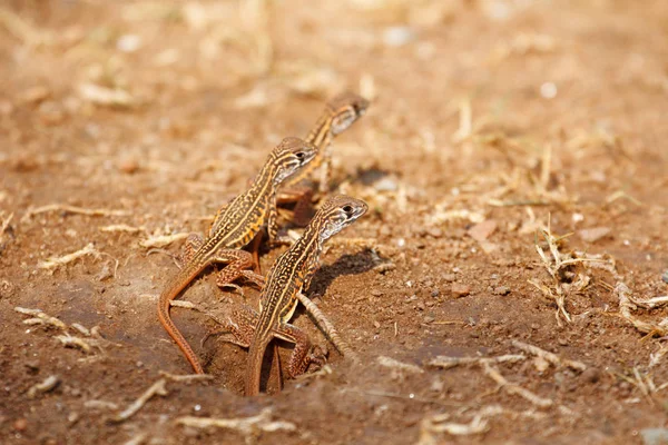 Newborn Butterfly Lizard Butterfly Agama Leiolepis Belliana Ssp Ocellata Emerge — Stock Photo, Image