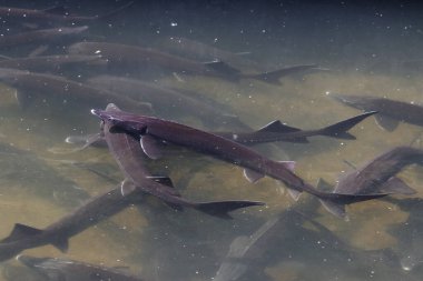 Çiftlikteki bir grup Sibirya mersin balığı (Acipenser baerii), yumurtası ve lezzetli etinden havyar üretmek için bir kaynak. Köpek balığına benzeyen tatlı su balıkları.. 