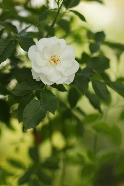 Flores de jardín brillantes — Foto de Stock