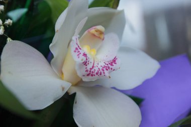 Çiğ mor kağıt orkide buketi