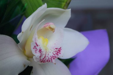 Çiğ mor kağıt orkide buketi