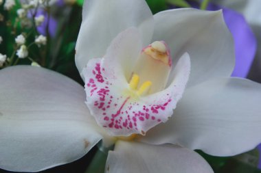 Çiğ mor kağıt orkide buketi