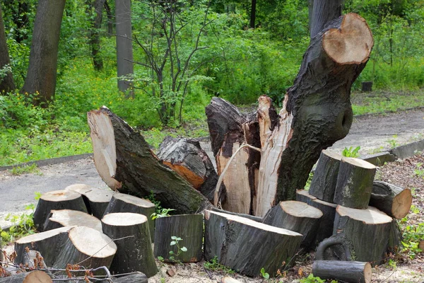 Árvores cortadas para lenha — Fotografia de Stock