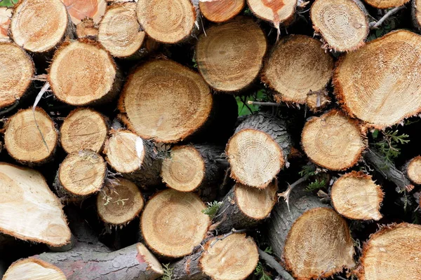 Árvores cortadas para lenha — Fotografia de Stock