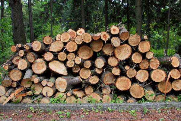 Alberi tagliati per legna da ardere — Foto Stock