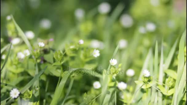 De wind zwaait het gras en de bloemen in het voorjaar — Stockvideo