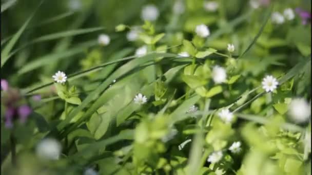 Il vento ondeggia l'erba e i fiori in primavera — Video Stock
