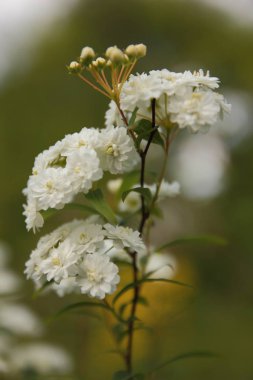 Mutluluk kokusu ile ilk çiçekler