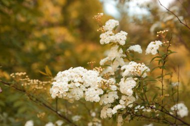 Mutluluk kokusu ile ilk çiçekler