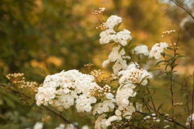 Mutluluk kokusu ile ilk çiçekler