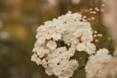 Mutluluk kokusu ile ilk çiçekler