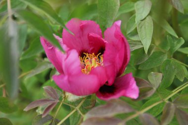 Mutluluk kokusu ile ilk çiçekler