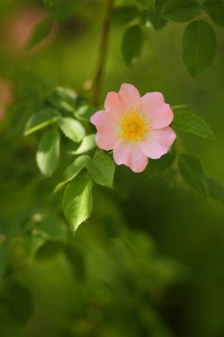 Mutluluk kokusu ile ilk çiçekler