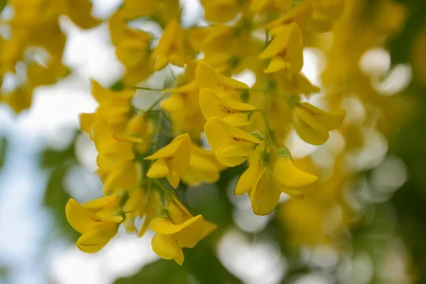 Les premières fleurs avec l'odeur du bonheur — Photo