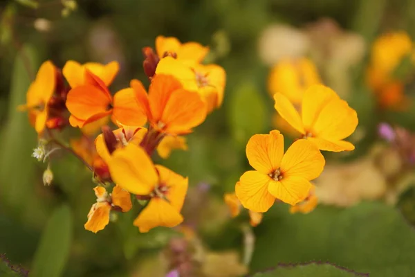 As primeiras flores com o cheiro da felicidade — Fotografia de Stock