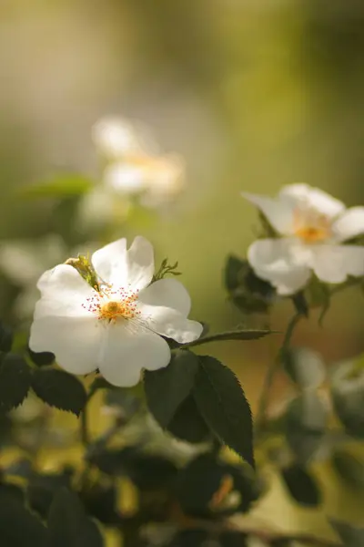 Pierwsze kwiaty zapach szczęścia — Zdjęcie stockowe
