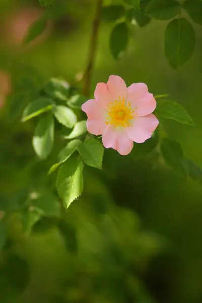 De första blommorna med lukten av lycka — Stockfoto