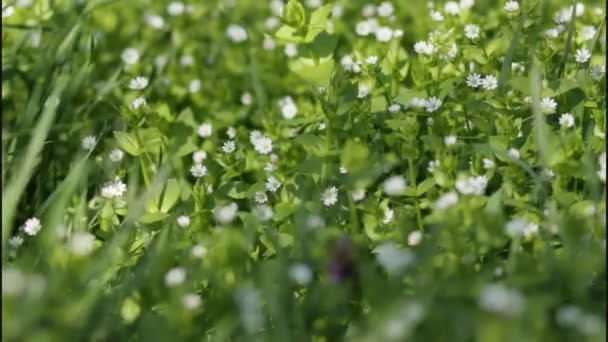 Hermosas flores en el borde de la Tierra — Vídeos de Stock