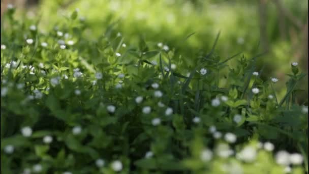 Lindas flores na borda da Terra — Vídeo de Stock