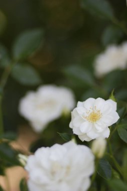 Bakir bir orman içinde güzel çiçekler