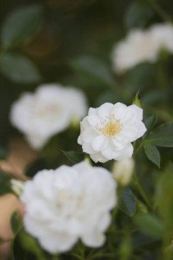 Bakir bir orman içinde güzel çiçekler