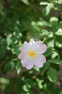 Bakir bir orman içinde güzel çiçekler