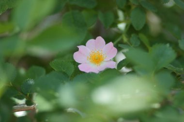 Bakir bir orman içinde güzel çiçekler