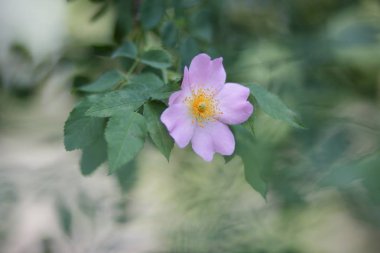 Bakir bir orman içinde güzel çiçekler