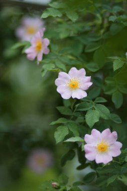Bakir bir orman içinde güzel çiçekler