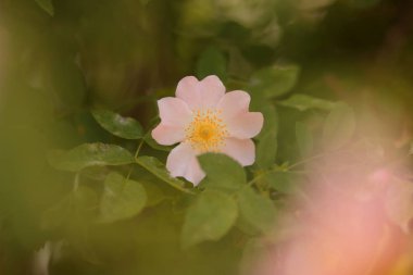 Bakir bir orman içinde güzel çiçekler